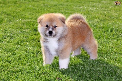 The Akita Inu Dog A Good Choice Of Pet Pets4homes