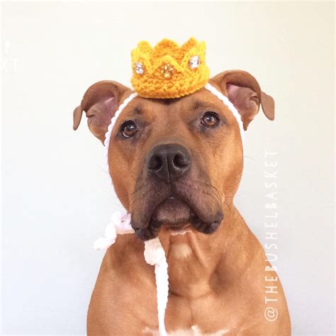 Dog Crown Royal Wedding Dog Hat Max Crown Photo Prop Dog