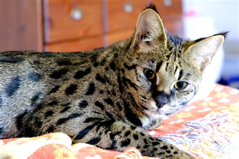 Lets Meet Some Cat Breeds With Big Ears Catster