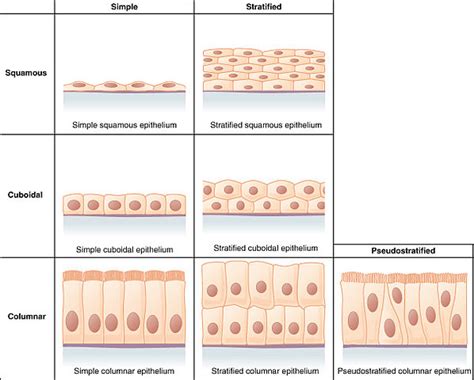 Surface Modification Of Epithelial Cell Membrane And Trans Epithelial