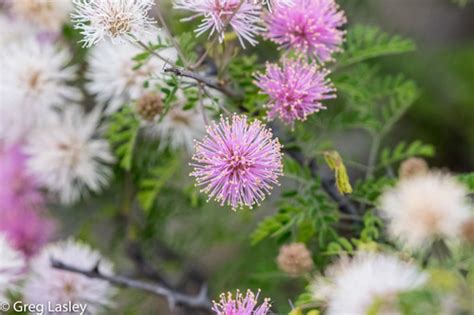 Pink Mimosa Mimosa Borealis · Inaturalist