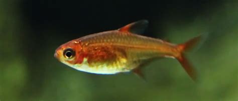 Good tank mates for the ember tetra. 16 Best Betta Fish Tank Mates - Full List of Animals ...