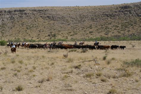 Burnt Wells Two Styles Of Cattle Drives Burnt Well Guest Ranch