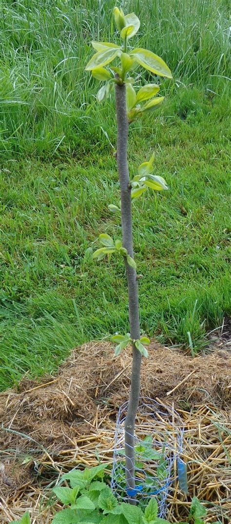 growing greener in the pacific northwest fruit trees mini orchard