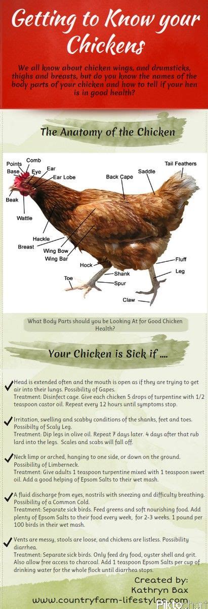 Organic Home Remedies For Sick Chickens Diseases And Problems For