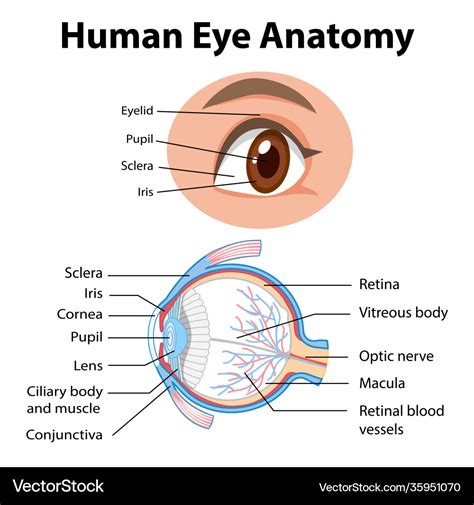Diagram Human Eye Anatomy With Label Royalty Free Vector