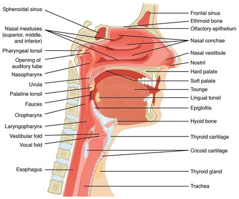Human Throat Anatomy Respiratory System Anatomy