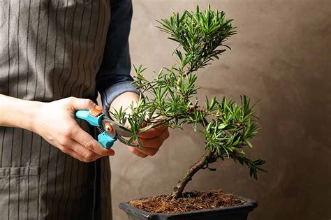 Pruning Bonsai 101 How To Shape Your Plants