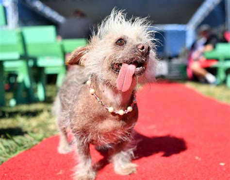 Josie A Chinese Crested Waits To Compete In The Worlds