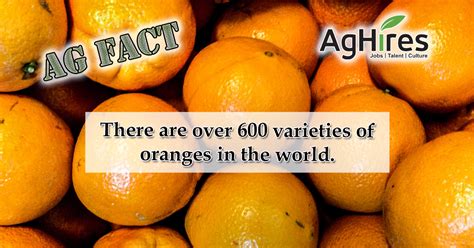 20 Facts About Oranges And Other Citrus Fruits