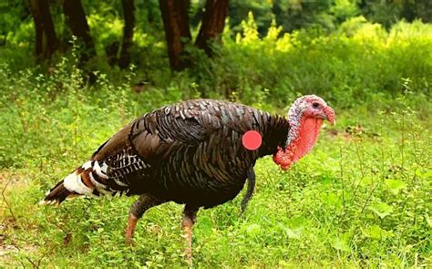 Where To Shoot A Turkey With A Bow Shot Placement Guide