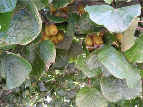 Kiwi is fruit of new zealand kiwi is also a bird. Kiwi tree photos.JPG (1 comment) Hi-Res 720p HD
