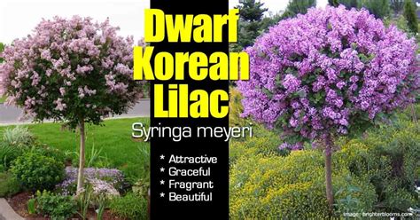 Patula miss kim) is a korean lilac known for its spicy fragrance, small leaves and compact size. Miss Kim Dwarf Korean Lilac Tree - Balloow
