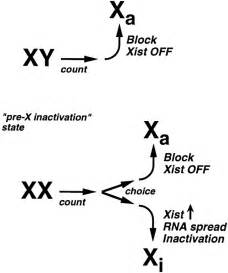 X Chromosome Inactivation Xist And Pursuit Of The X Inactivation Center Cell