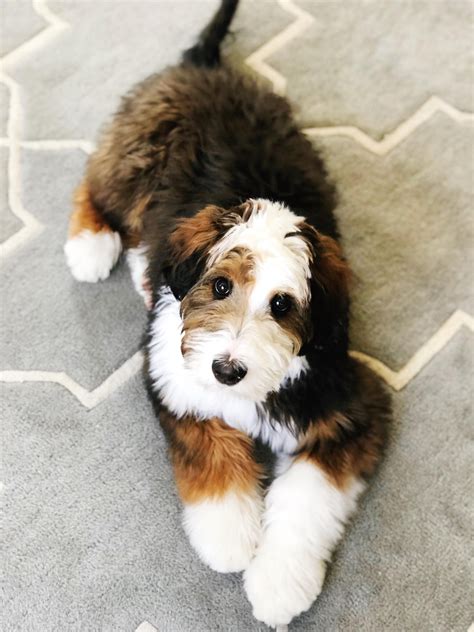 Already have some puppies going to england start of july. I'm Desi The Bernedoodle! I'm 1/2 Bernese Mountain Dog and ...