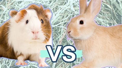 Rabbits Vs Guinea Pigs Which One Is Better For You Youtube