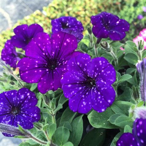 These Galaxy Flowers Hold Entire Universes On Their Petals Bored Panda