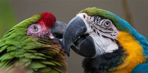 zoo, yellow, beak, wildlife, multi Colored, Macaws, colored, blue and