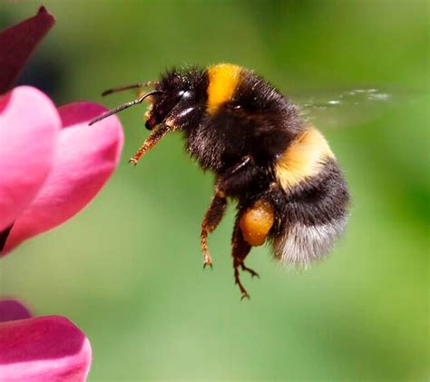 Albums 100 Pictures Photos Of Bumble Bee Superb