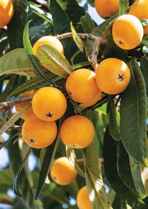 Urban Foraging Loquat Pip Magazine