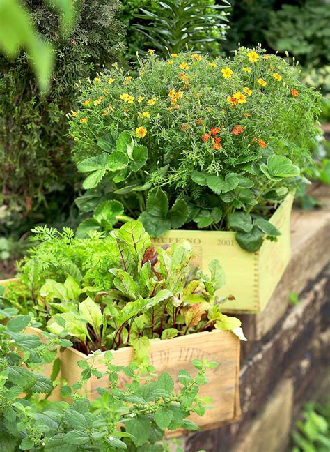 Enjoy A Vegetable Container Garden Midwest Living