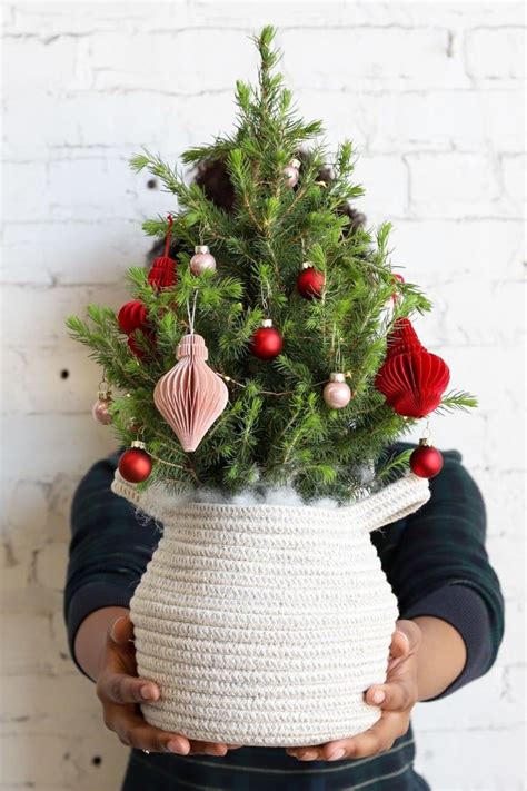 These Cute Mini Christmas Trees Are Real And Yup Theyre Perfect For