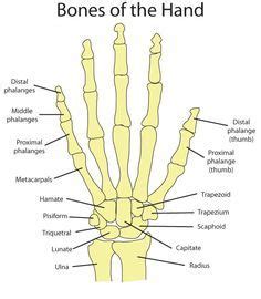 This video looks at the nasal bones; Hand Bone Anatomy news information Hand bones anatomy ...