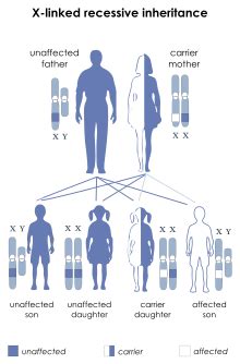 Sex chromosome, either of a pair of chromosomes that determine whether an individual is male or female. X-linked recessive inheritance - Wikipedia