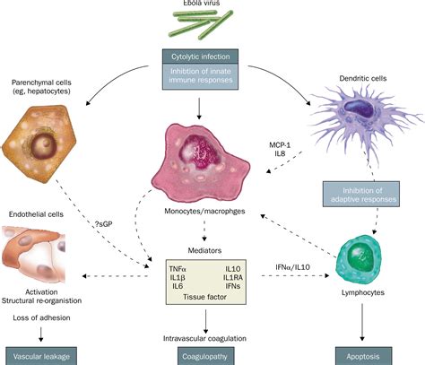 Pathogenesis Of Filoviral Haemorrhagic Fevers The Lancet Infectious