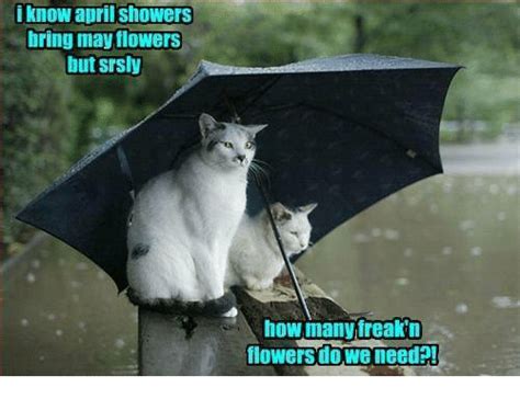 memes  april showers april showers memes