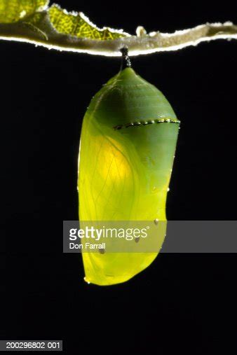 Monarch Butterfly Chrysalis Two Days Into Cycle Closeup Backlit Photo