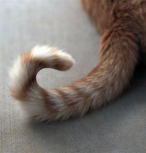 A cat's tail communicates a range of emotions the cat is feeling. Curly Tail Tale | Well, sad news to tell about this image ...