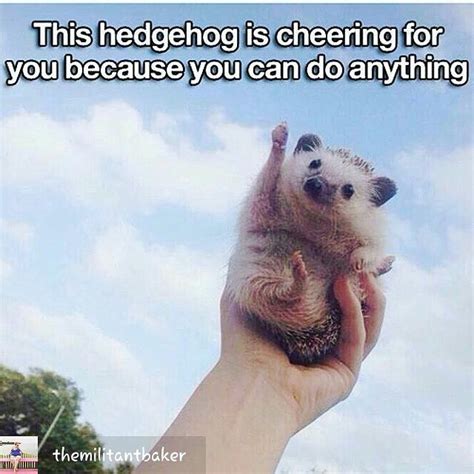 You Can Do It The Hedgehog Says So ☺ Also Im Feeling A