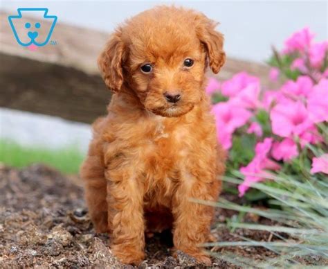 We are breeders of the highest quality goldendoodles and sproodles available. Lady | Goldendoodle - Miniature Puppy For Sale | Keystone ...