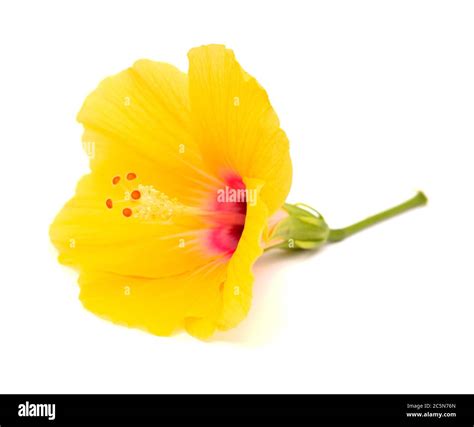 Yellow Hibiscus Flower With Dark Red Center Isolated Stock Photo Alamy