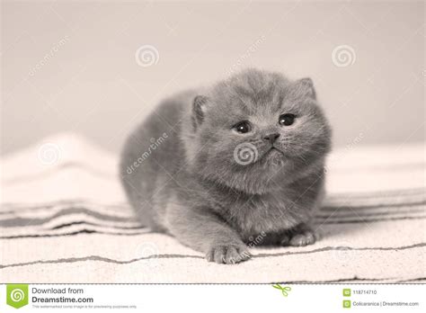 Small Kitten Sitting On The Carpet Indoor Portrait Stock Photo Image