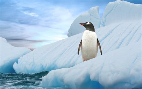 Penguin Hd Wallpaper Background Image 2560x1600 Id