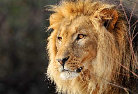 6 Types Of Lions Endangered And Extinct