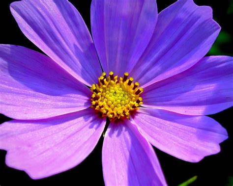 Simple Blue Flower Free Photo Download Freeimages
