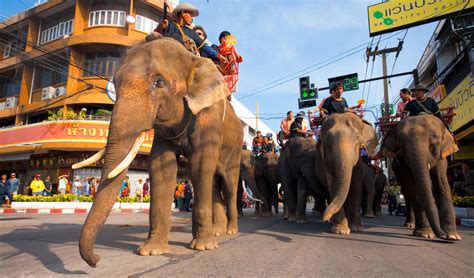 Elephant Treks In Thailand And The Surin Elephant Round Up Insight