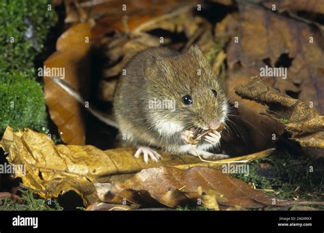 R Telmaus Myodes Glareolus Hi Res Stock Photography And Images Alamy