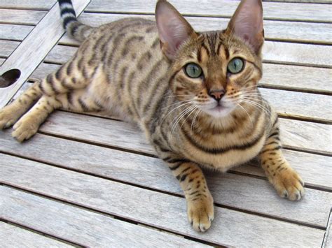 Qual O Preço De Um Gato Bengal Qual O Valor Do Filhote