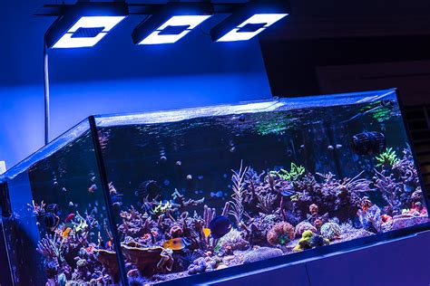 Video Of My 120g Elos Mixed Reef Aquarium 120 Gallon Reef Tank