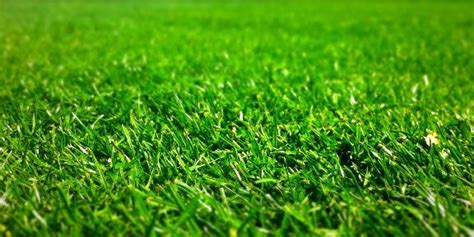 Walmart.com has been visited by 1m+ users in the past month When to Fertilize Lawn - Grass Fertilizer Tips