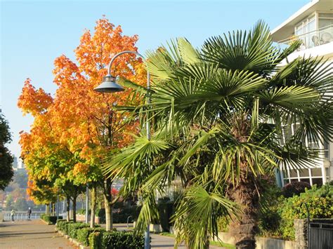 Autumn In Vancouver Autumn Leaves And A Palm Tree By Dhaun
