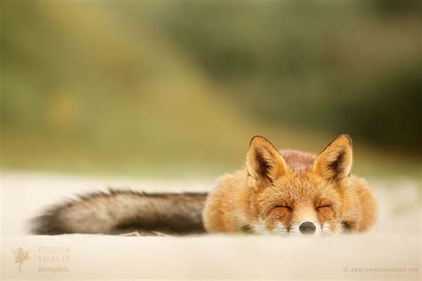 Sleepy Fox Is Sleepy By Roeselien Raimond On 500px Sleepy Animals