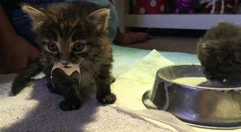 What is the easiest way to measure marshmallow fluff when making a recipe? Cats Just Can't Eat Without Making A Mess… (38 PICS ...