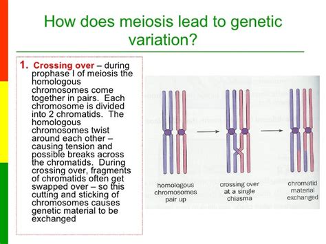Lesson 6a The Stages Of Meiosis
