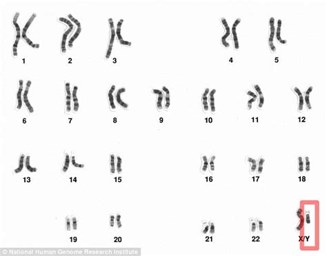 Experts Reveal How The Male Sex Chromosome Could Disappear Daily Mail
