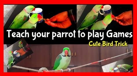 Cute Bird Trick - Funny parrot video - parrot playing with coin - Teach your parrot to play ...